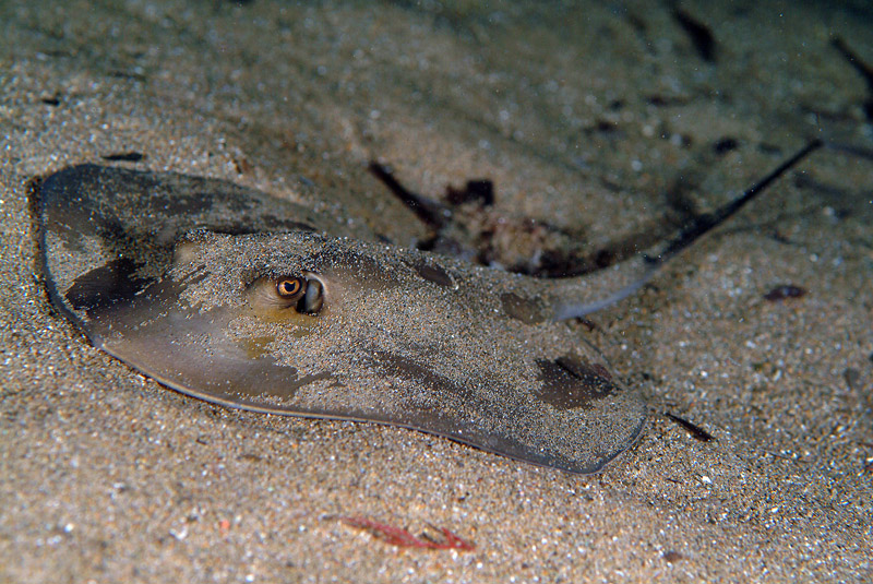 Dasyatis pastinaca (Linnaeus, 1758)